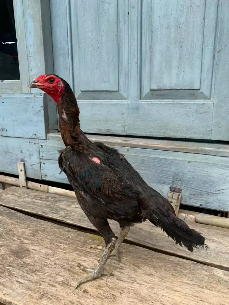 AYAM BETINA MANGON