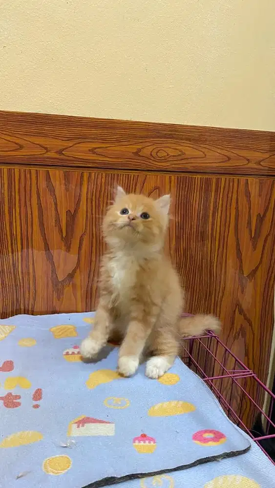 Kitten persia flatnose