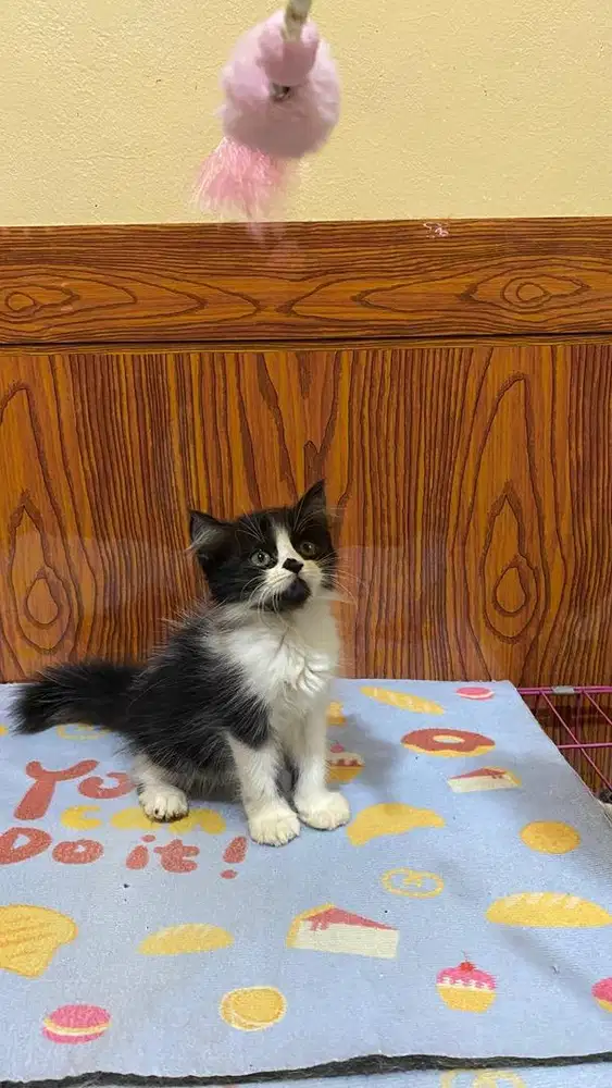 Kitten persia hitam putih