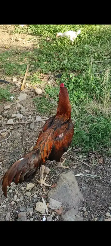 Ayam pakhoy mix magon