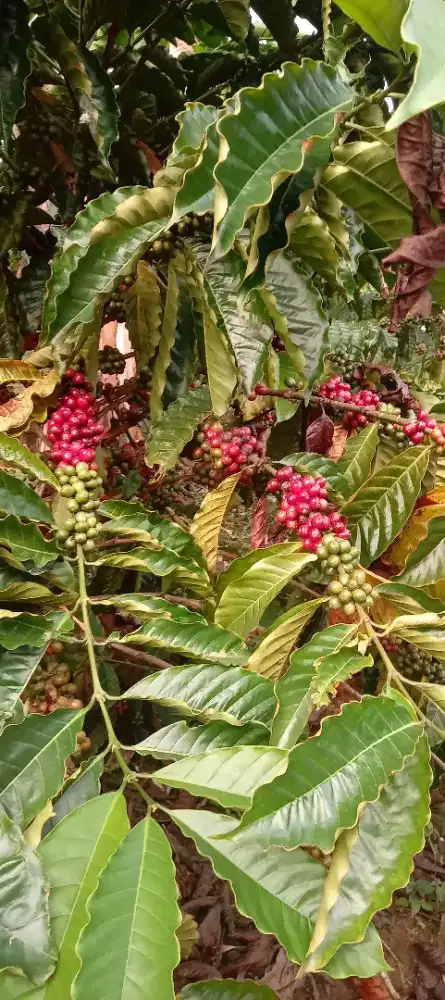 Lahan tanah Kebun Kopi 13 Hektar.
