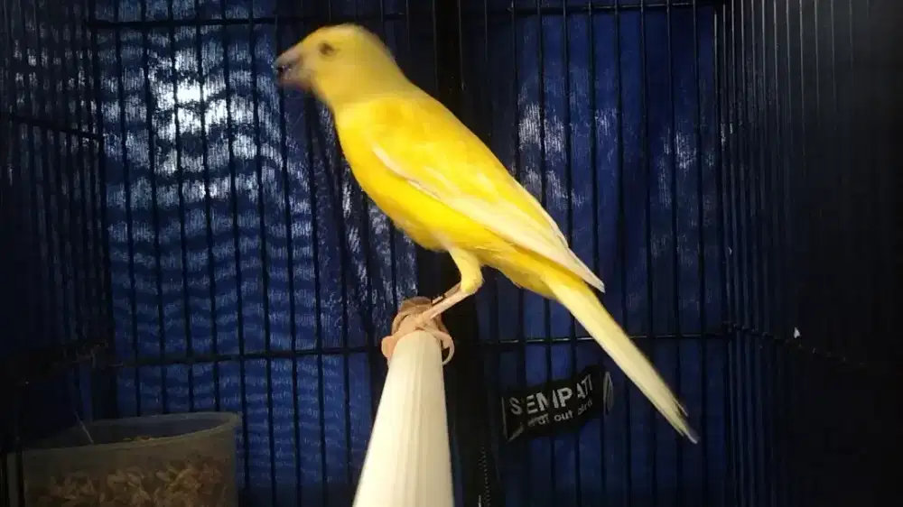 F1 sf betina dara siapan kuning extra jos