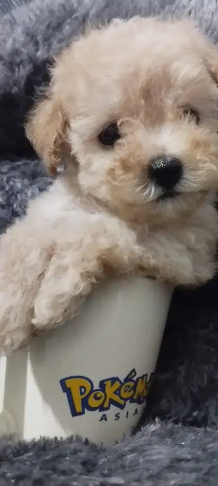 Apricote Toy Poodle Jantan