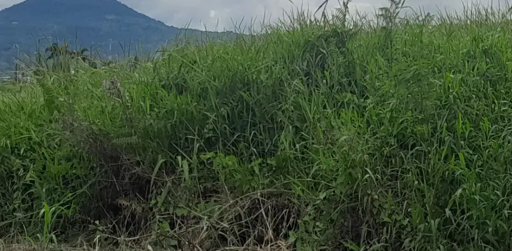 Dijual bidang tanah luas 73 hektar. Di wilayah Desa Rap-Rap, Arakan