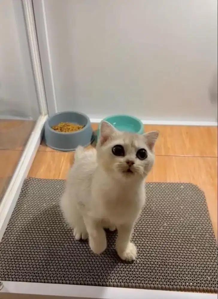 Kucing BSH british short hair silver