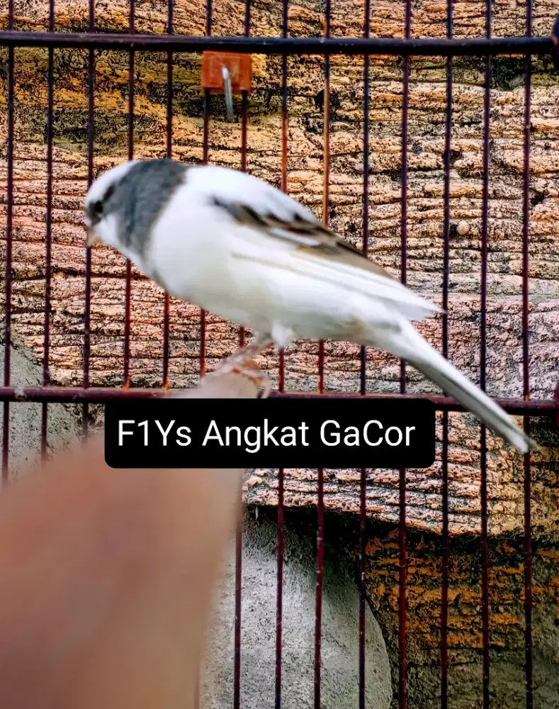 Kenari F1Ys Angkat Gacor