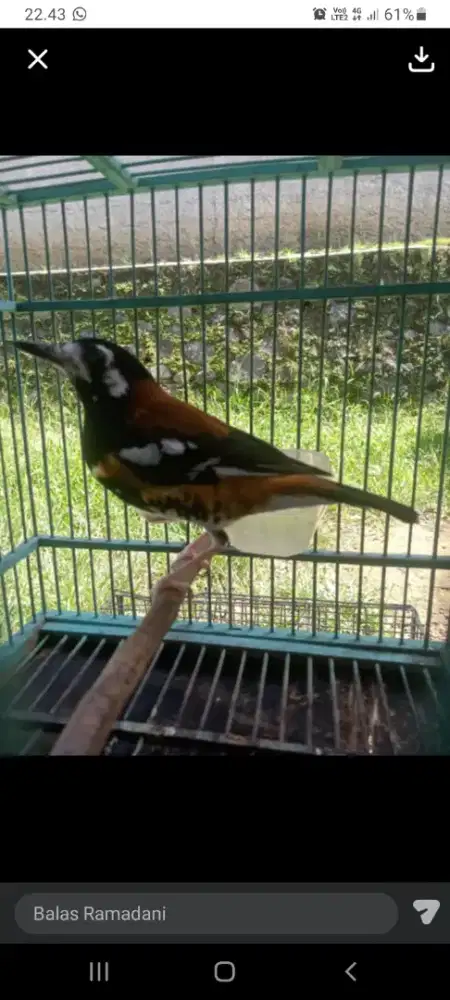 Burung anis macan