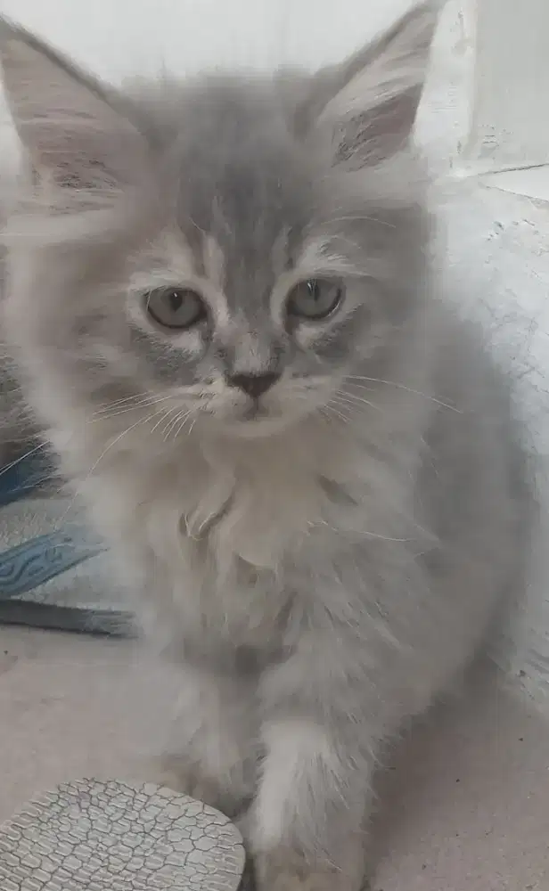 Kitten persia betina