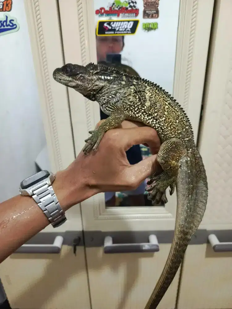 Hewan Reptile Jinak