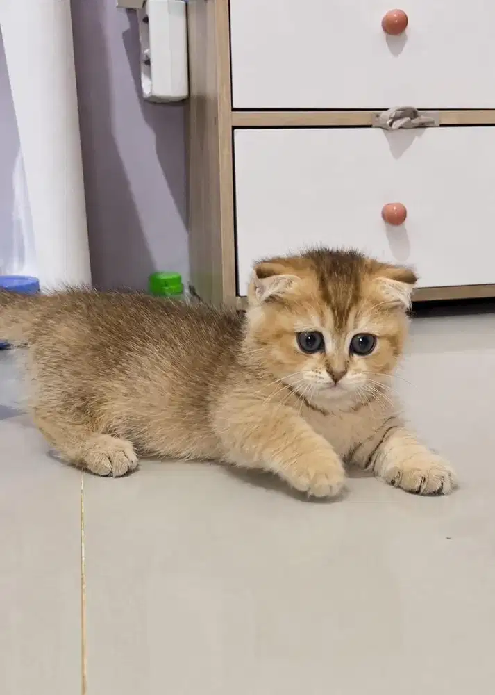 Kucing munchkin bsh fold golden