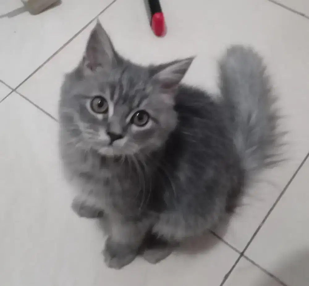Kitten persia jantan