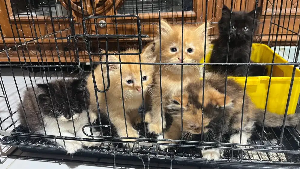 Siap leps adopsi persia mainecoon 2 bulan jantan betina