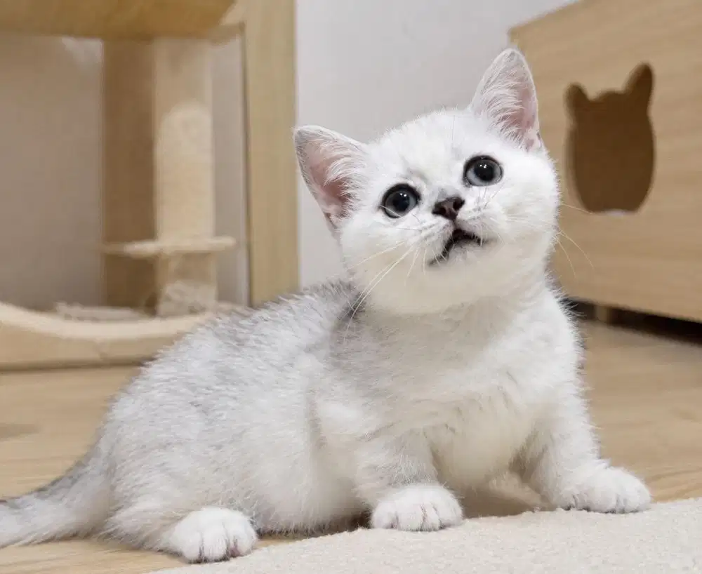 Kucing munchkin bsh silver kitten