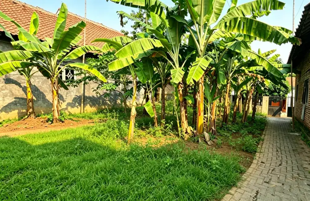 Tanah Murah Cilegon