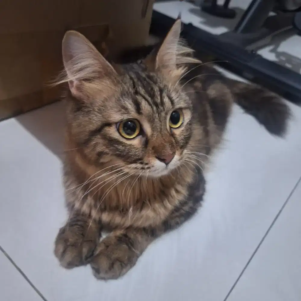 Free adopt. Kucing Lucu, pinter, manja banget.