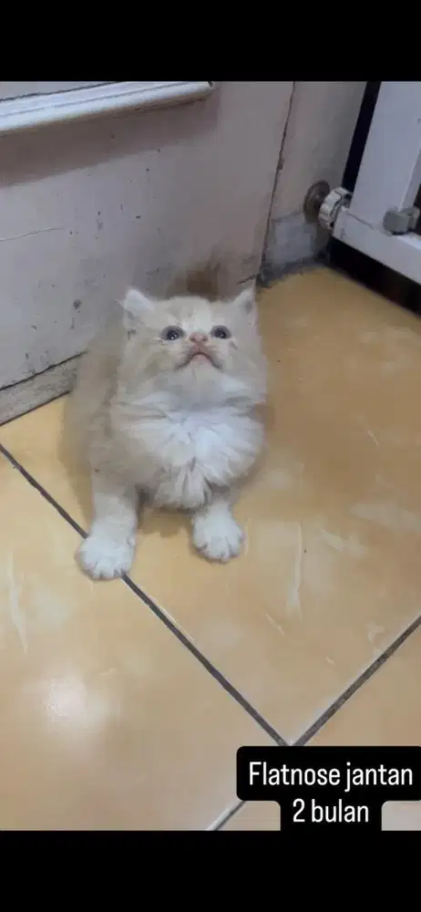 Kucing flatnose kitten