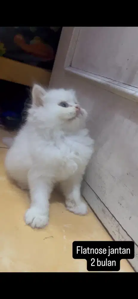 Kucing flatnose kitten
