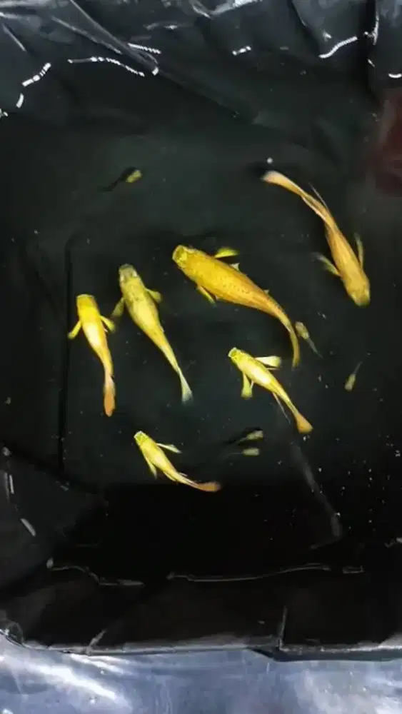 Ikan Guppy Full Gold