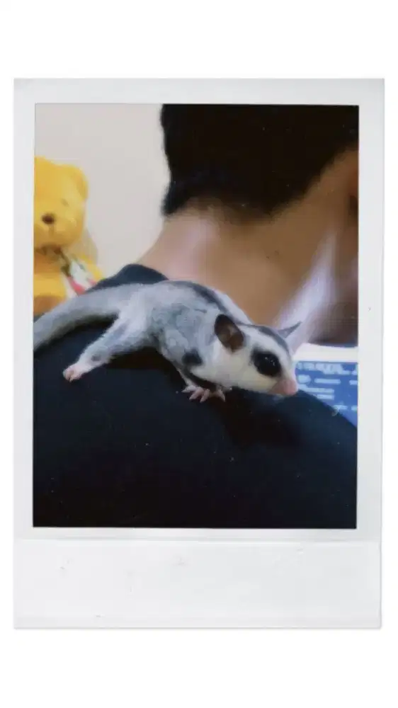 2 sugar glider classic grey white face