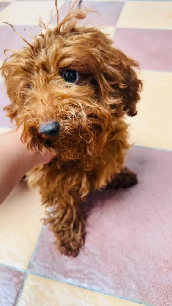 Red poodle toy usia 6 bulan
