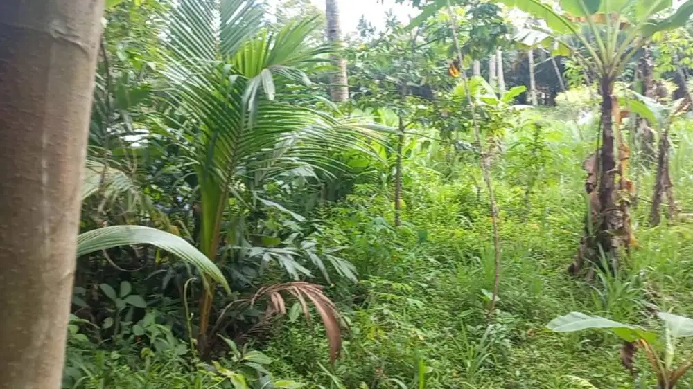 Dijual Tanah Sawah Sleman Trimulyo Kalangan