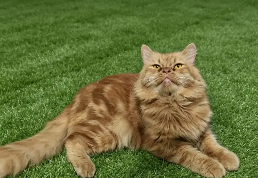 Kucing flatnose jantan