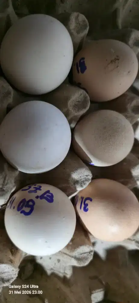 Telur Shamo Line Nuber dan Zuchter Original