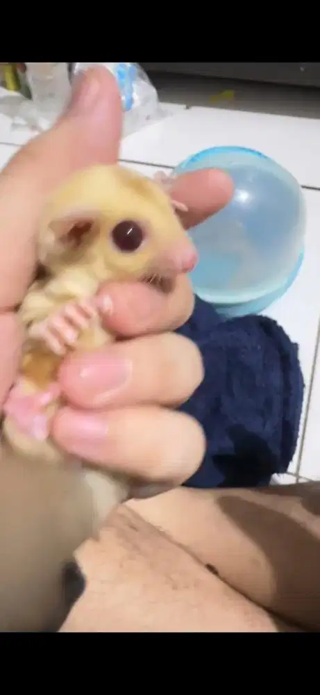 Sugar Glider Creamino Jantan - Sehat - Lahir 25 mar 2026