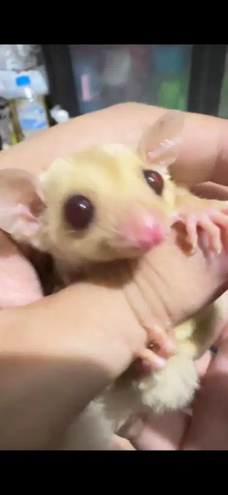 Sugar Glider Creamino Betina - Sehat - Lahir 25 mar 2026