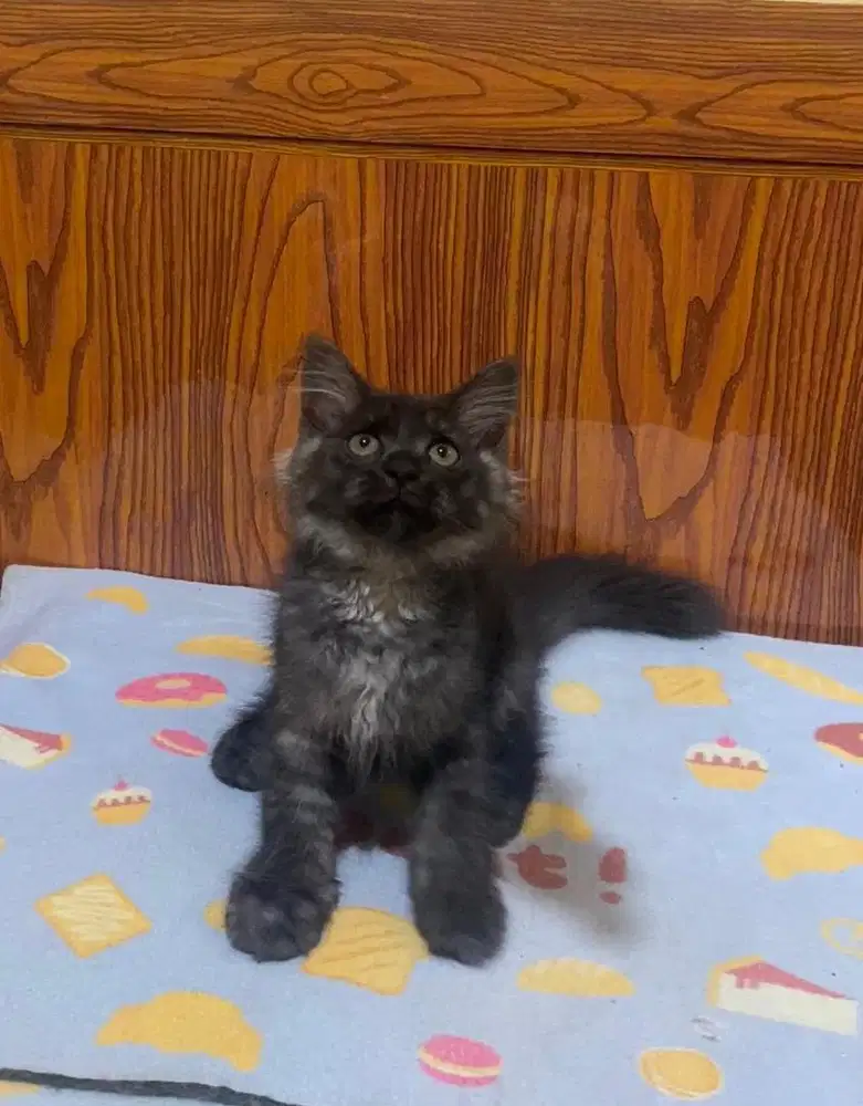 Persia mix mainecoon
