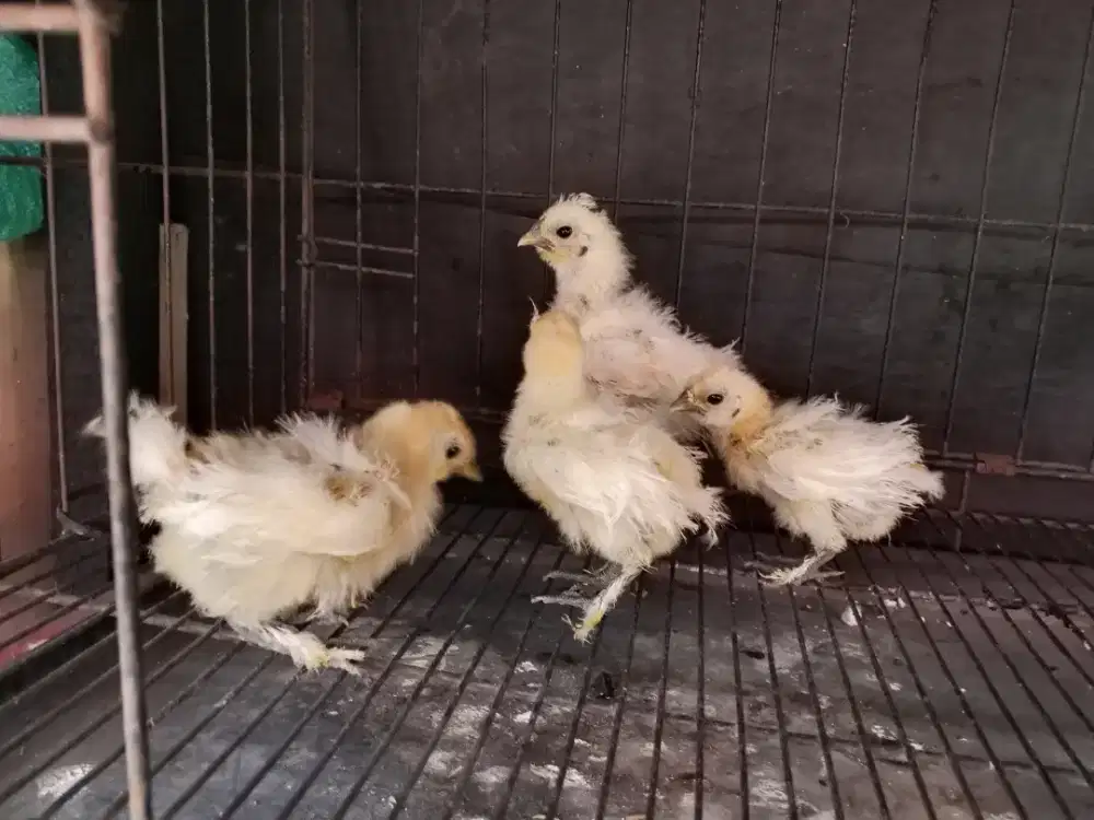 Anakan ayam kapas murah