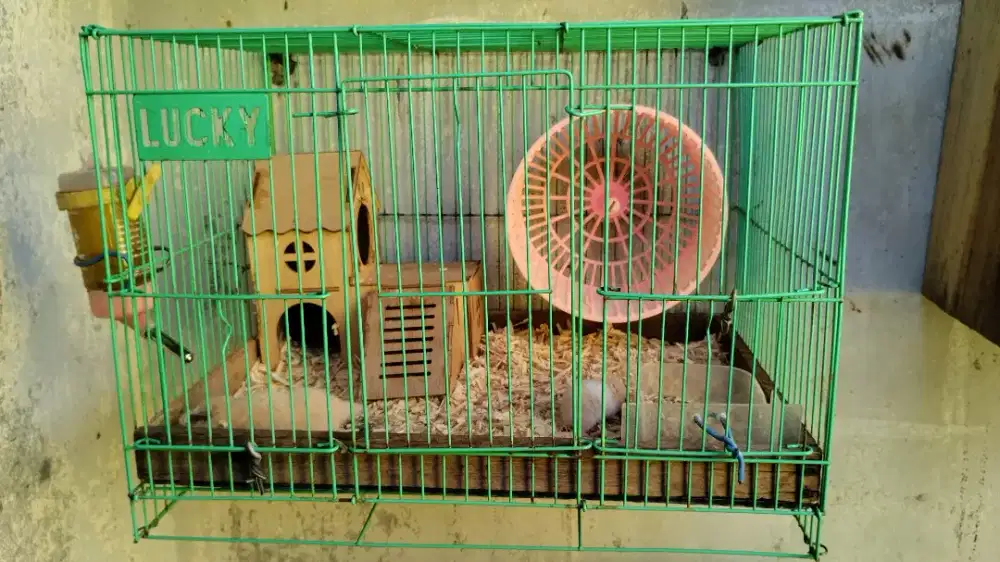 Hamster syrian sepasang + ,anaknya 2ekor