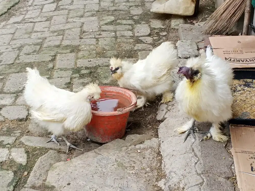 Induk ayam kapas paket ternak