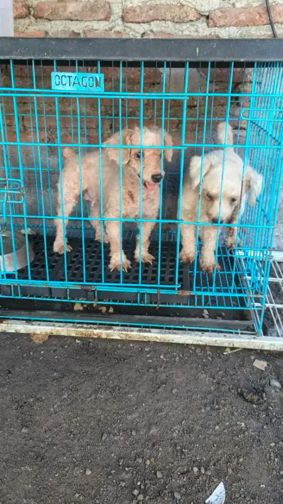 POODLE RAS KECIL