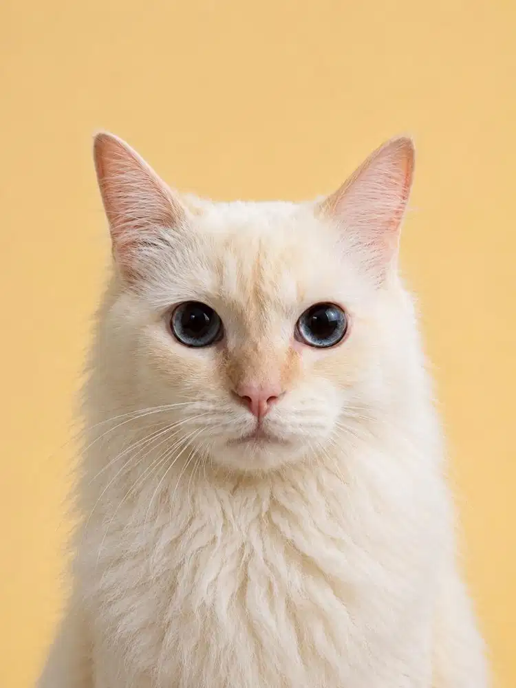 Open Adopsi persian Mainecoon