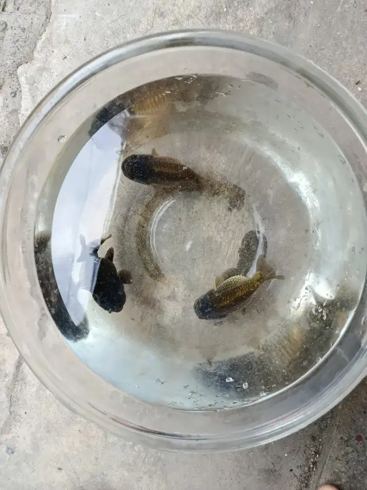 Ikan Koki Rancu&Oranda