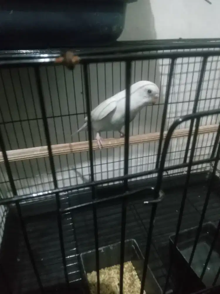Burung Parkit kondisi mulus