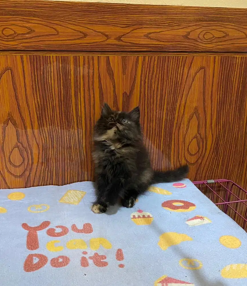 Persia longhair