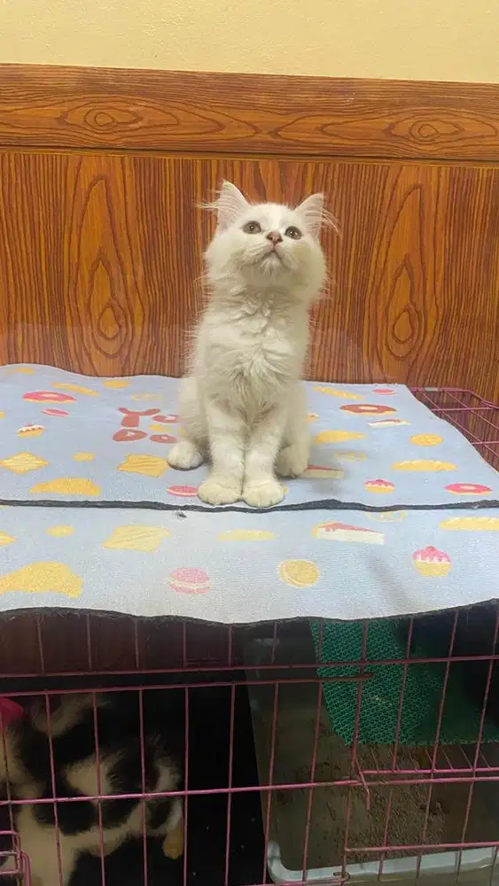 Kitten persia mix himalaya
