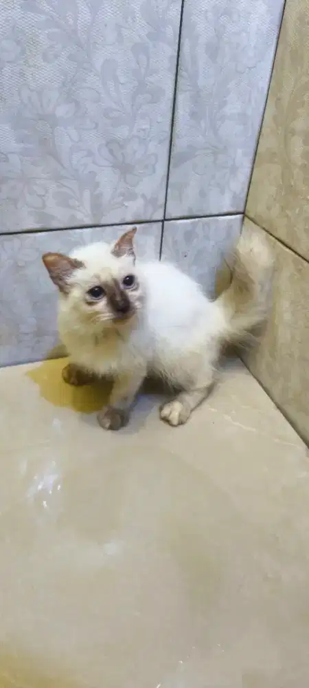 Himalaya Scottish Single Fold