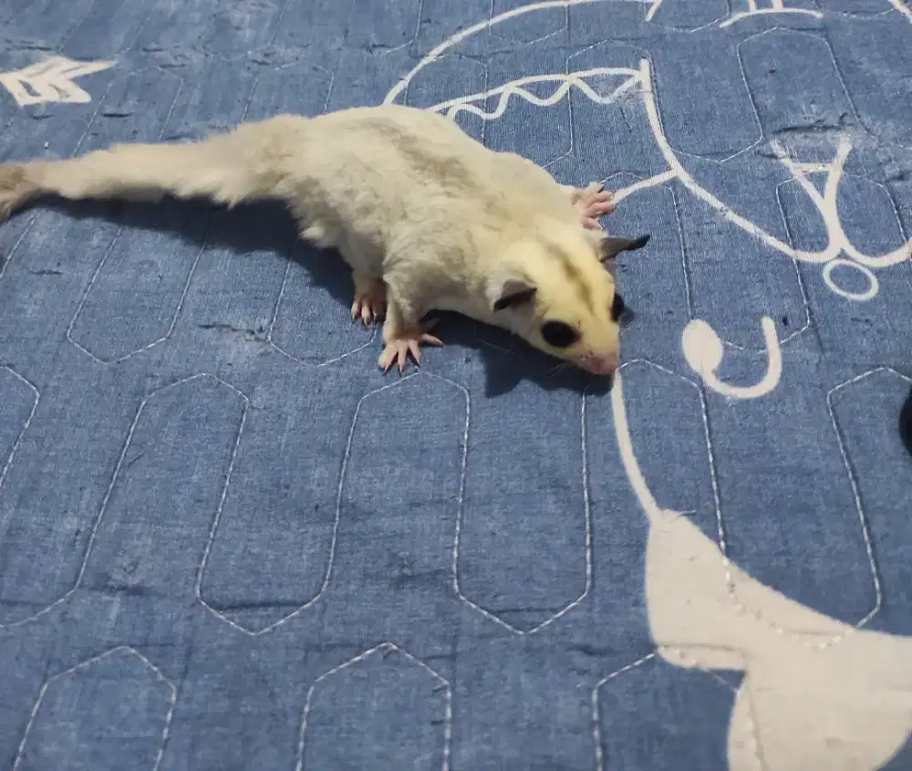 Sugar glider betina tpm