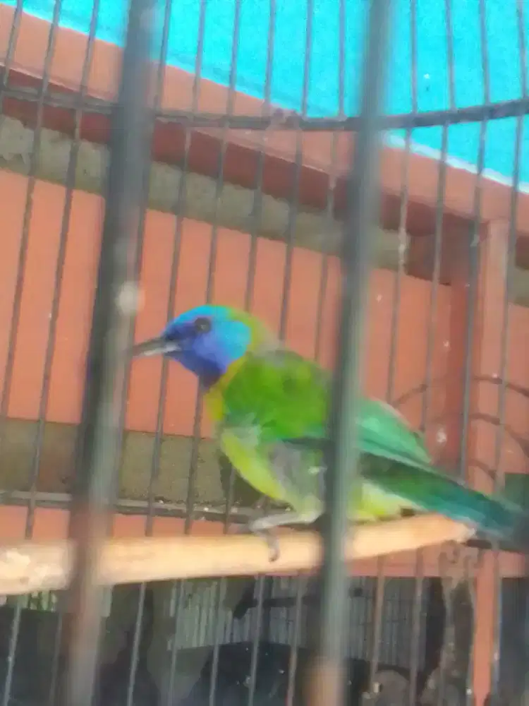 LOVEBIRD JOSAN 700 AJA