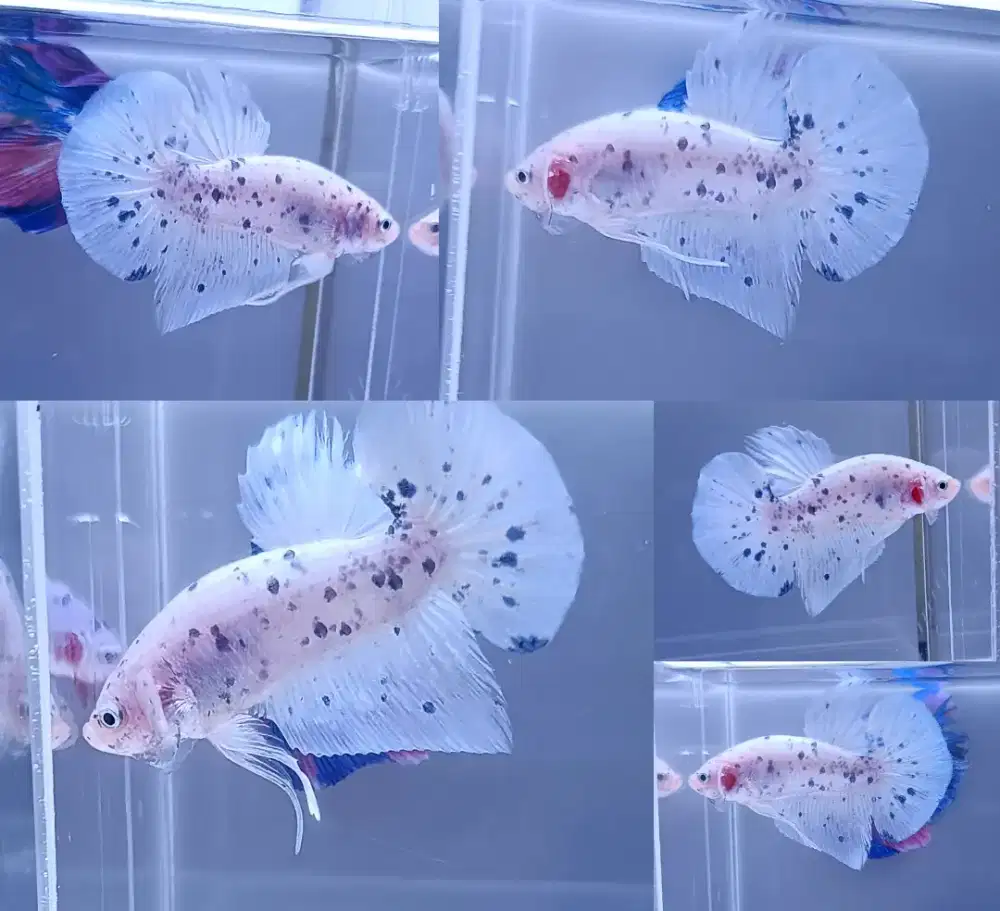 ikan cupang giant dot dot