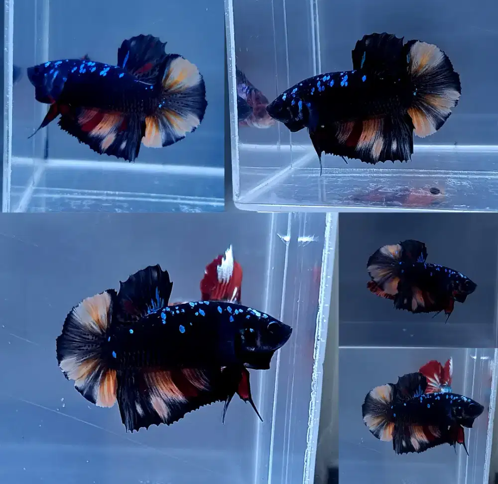 ikan cupang giant avatar