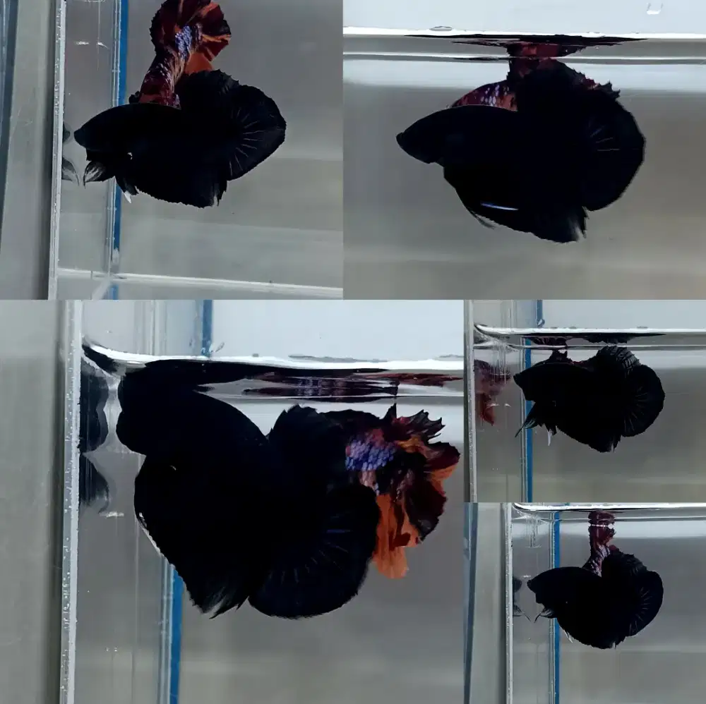 ikan cupang giant super black