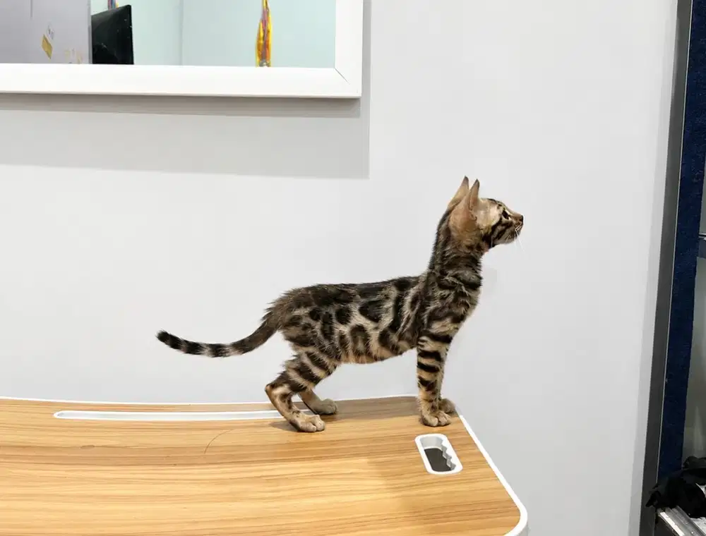 Kucing B3ngal, Kitten, 3 bulan, lincah