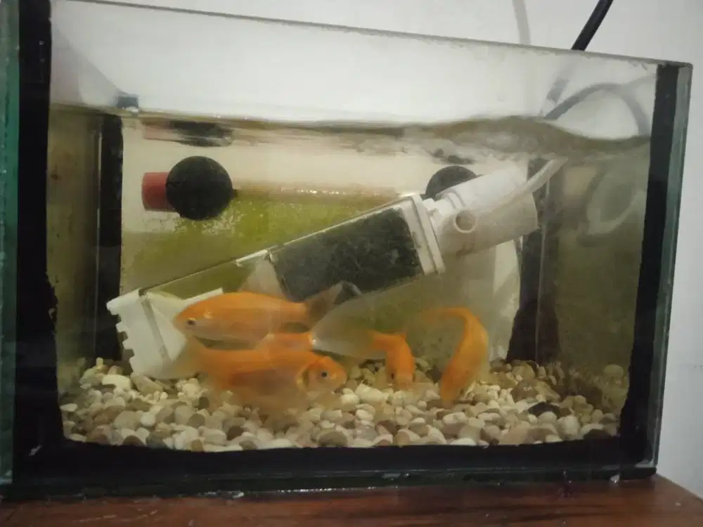 Ikan mas 6 ekor
