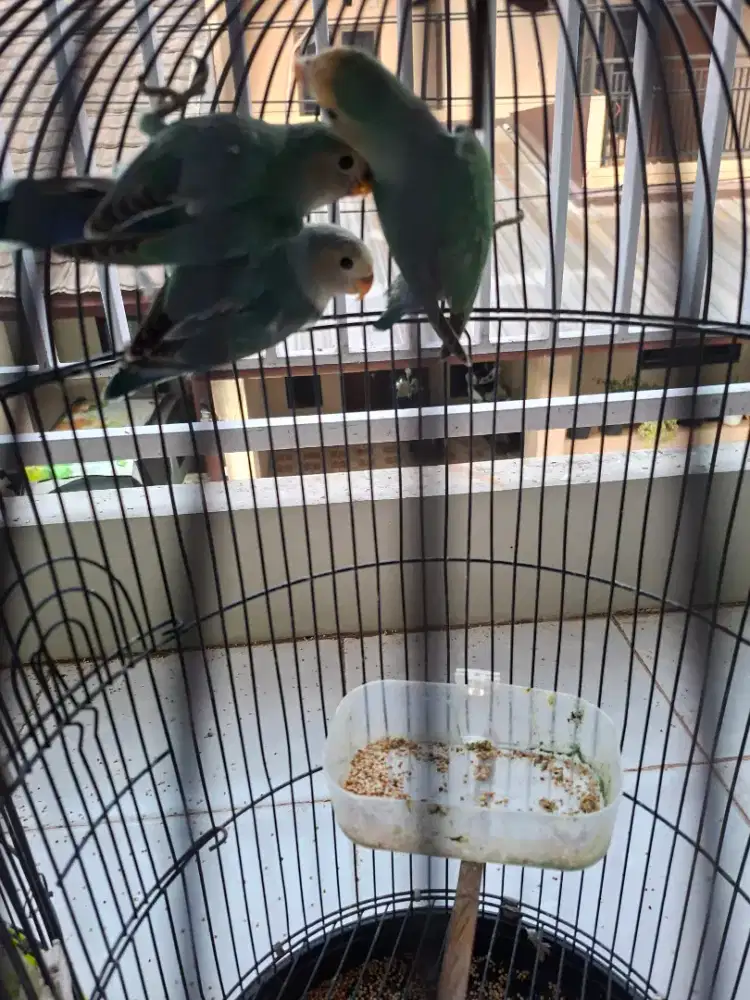 Burung love bird NK