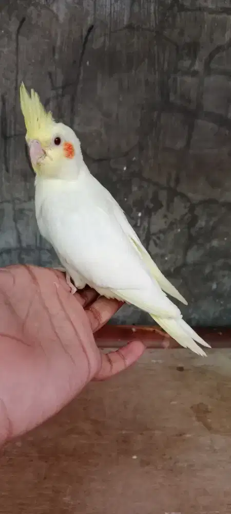 Burung falk luntino mata merah respon spet jinak