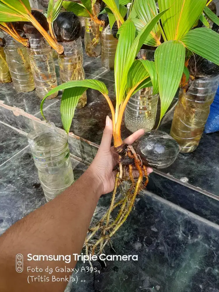 Bahan Bonsai Kelapa Gading
